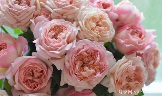 推薦高顏值且好養(yǎng)的10個藤本月季，看一眼就愛上(圖18)