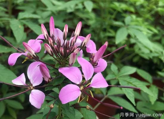 需求量大的花鏡植物，極具藝術感(圖3)