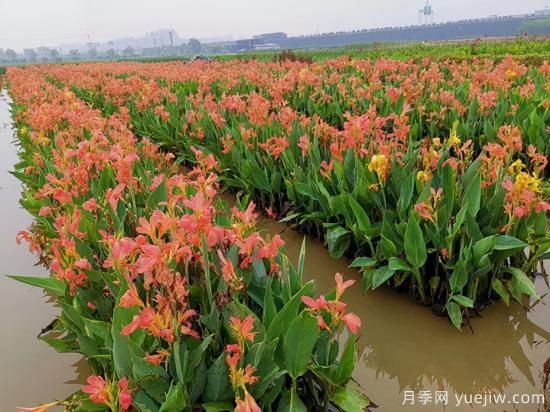 需求量大的花鏡植物，極具藝術感(圖4)