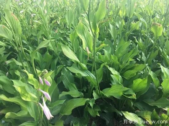 需求量大的花鏡植物，極具藝術感(圖5)