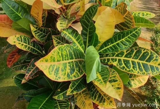 需求量大的花鏡植物，極具藝術感(圖6)