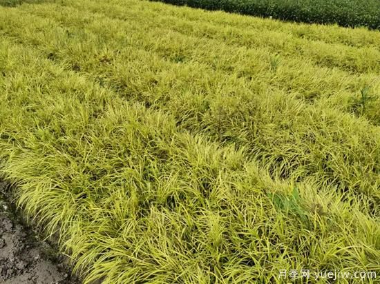 需求量大的花鏡植物，極具藝術感(圖7)