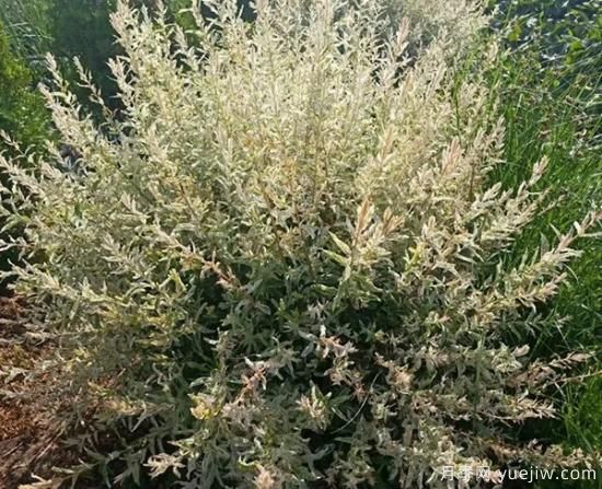 需求量大的花鏡植物，極具藝術感(圖8)
