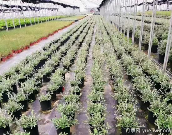 需求量大的花鏡植物，極具藝術感(圖9)