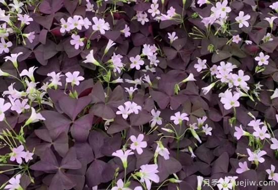 需求量大的花鏡植物，極具藝術感(圖10)
