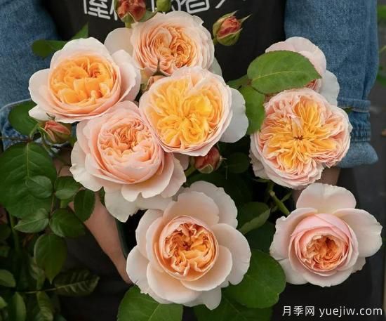 朱麗葉月季，經(jīng)典永恒，多姿美艷香氣迷人(圖2)