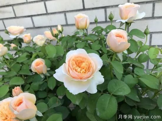朱麗葉月季，經(jīng)典永恒，多姿美艷香氣迷人(圖4)