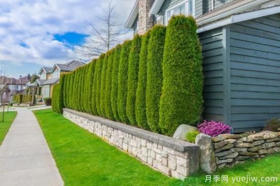 綠籬，讓你的花園與眾不同！(圖2)
