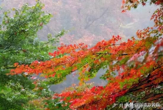 冬季植物應(yīng)該怎么打理，才能來年依舊繁花似錦(圖1)