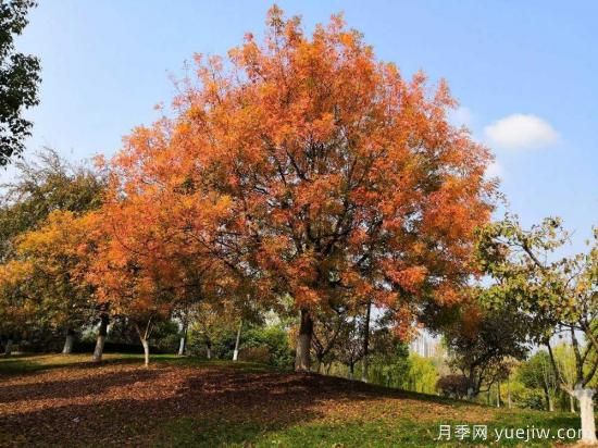 黃連木適合什么地區(qū)種植，北方可以種植嗎？(圖1)