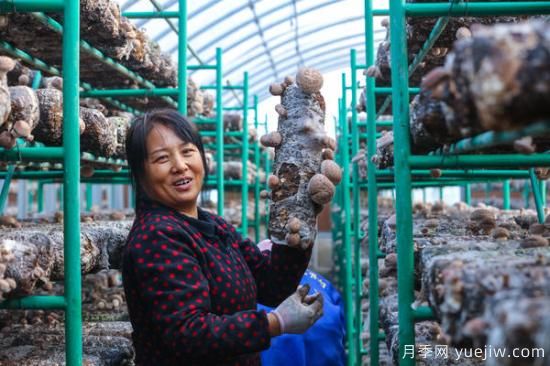 信陽(yáng)光山：種植花菇走上致富路(圖1)