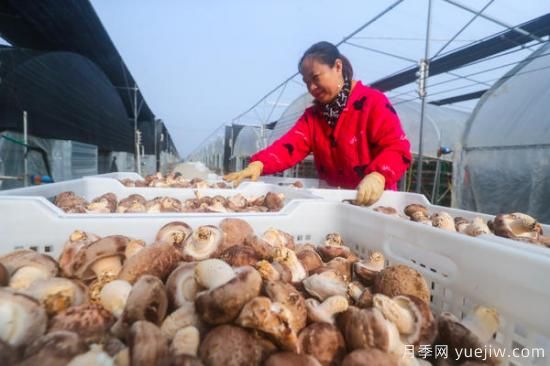 信陽(yáng)光山：種植花菇走上致富路(圖2)