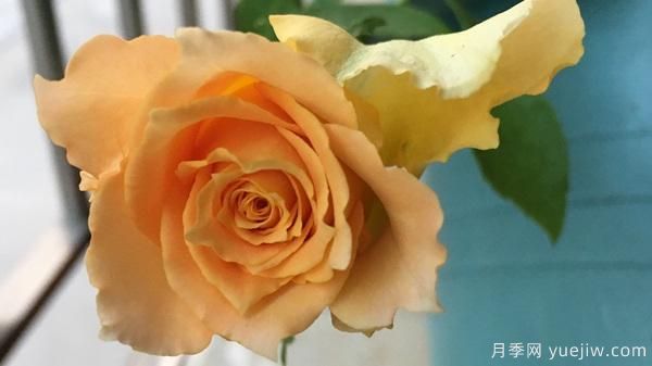 河本純子天使系列月季，顏值擔當溫柔靈動(圖7)