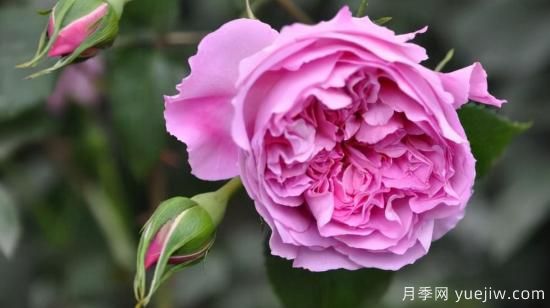 河本純子天使系列月季，顏值擔當溫柔靈動(圖5)