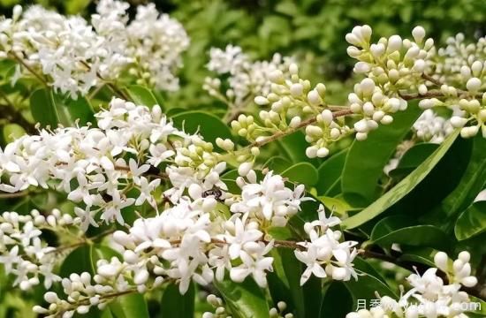 綠籬，讓你的花園與眾不同！(圖3)