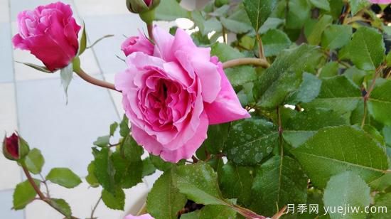 河本純子天使系列月季，顏值擔當溫柔靈動(圖6)