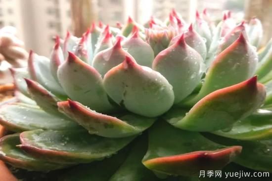 澆水上肥剪一波，做好養(yǎng)護(hù)讓居家植物安全過冬(圖1)