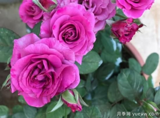 冬日封閉陽臺(tái)就養(yǎng)這3種花卉，長(zhǎng)得好開花依舊(圖1)