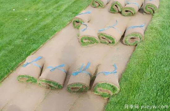 草坪，2021年上半年當(dāng)之無愧的行情之王(圖3)