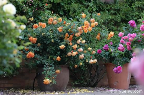 一個(gè)家里能栽得下去多少品種的月季？你想象不到(圖4)