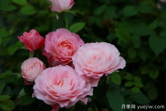 一個(gè)家里能栽得下去多少品種的月季？你想象不到(圖6)