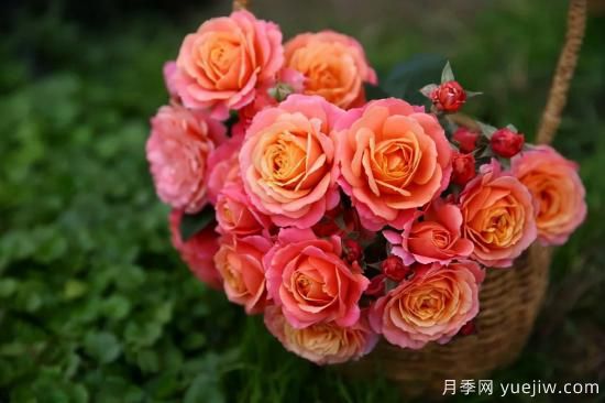 一個(gè)家里能栽得下去多少品種的月季？你想象不到(圖7)