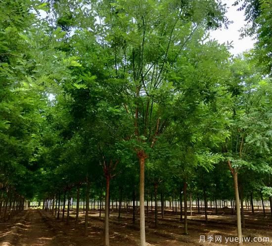 鄉(xiāng)土樹種為什么火？(圖1)