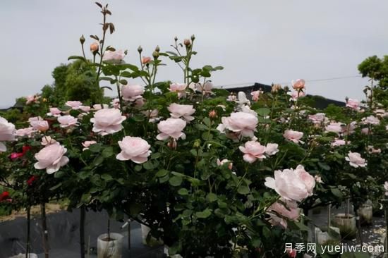 一個(gè)家里能栽得下去多少品種的月季？你想象不到(圖8)