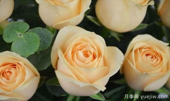 香檳色玫瑰花代表什么寓意意思？鐘情又優(yōu)雅(圖1)