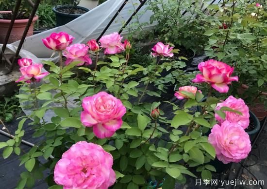 馬克夏加爾月季，又美又香花期長的陽臺月季(圖2)