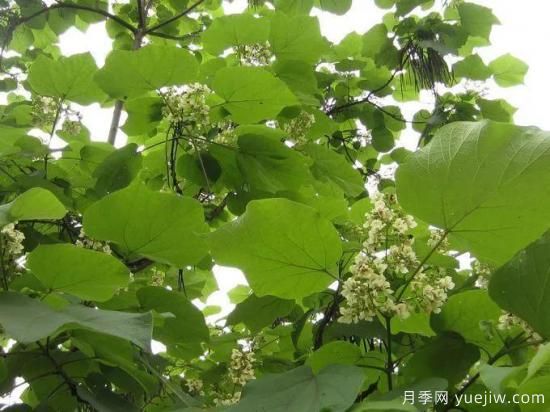 梓樹，庭院綠化常用樹種(圖3)