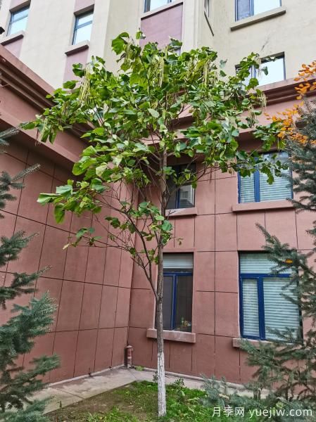 梓樹，庭院綠化常用樹種(圖5)
