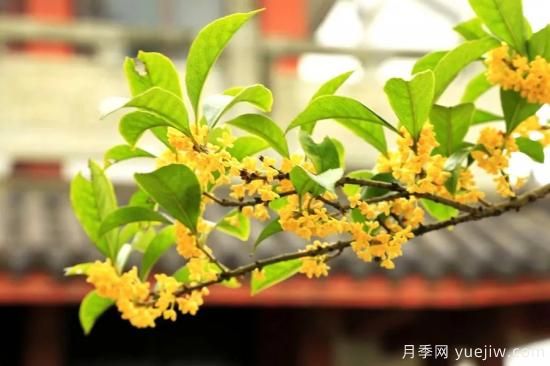 澆水上肥剪一波，做好養(yǎng)護(hù)讓居家植物安全過冬(圖3)