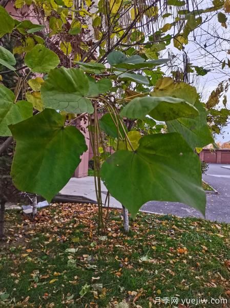 梓樹，庭院綠化常用樹種(圖6)