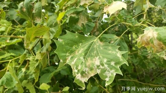 法桐葉片皺縮泛白，多是它惹下的禍(圖1)