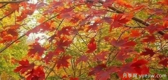 深度分析彩葉樹種的種類、配置原則和應(yīng)用(圖1)