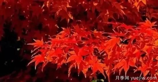 深度分析彩葉樹種的種類、配置原則和應(yīng)用(圖2)