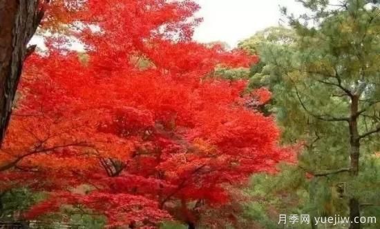 深度分析彩葉樹種的種類、配置原則和應(yīng)用(圖3)