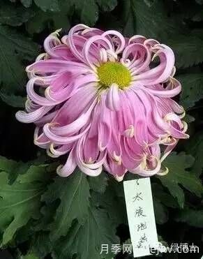 識(shí)花瓣，辨花型...快收好這份賞菊“門道”(圖1)