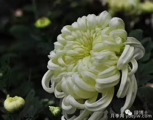 識(shí)花瓣，辨花型...快收好這份賞菊“門道”(圖3)
