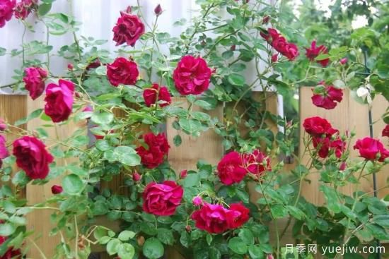 如何給月季花授粉？培育一個(gè)月季新品種要多久(圖2)