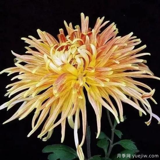 識(shí)花瓣，辨花型...快收好這份賞菊“門道”(圖4)
