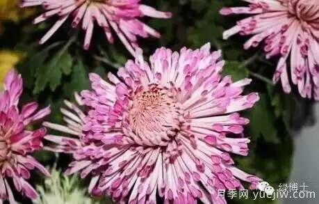 識(shí)花瓣，辨花型...快收好這份賞菊“門道”(圖6)