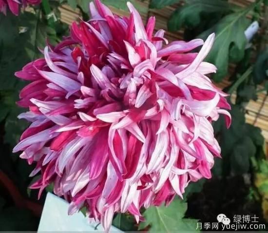 識(shí)花瓣，辨花型...快收好這份賞菊“門道”(圖5)