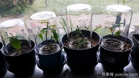 如何給月季花授粉？培育一個(gè)月季新品種要多久(圖3)