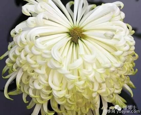 識(shí)花瓣，辨花型...快收好這份賞菊“門道”(圖7)