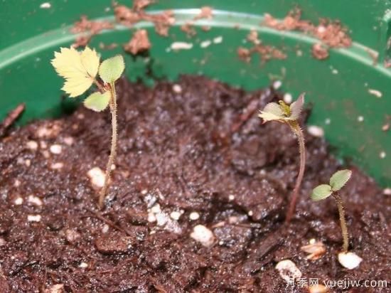 如何給月季花授粉？培育一個(gè)月季新品種要多久(圖4)