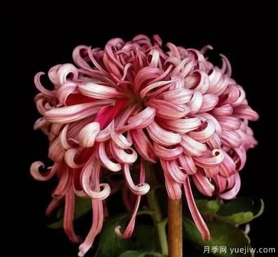 識(shí)花瓣，辨花型...快收好這份賞菊“門道”(圖9)