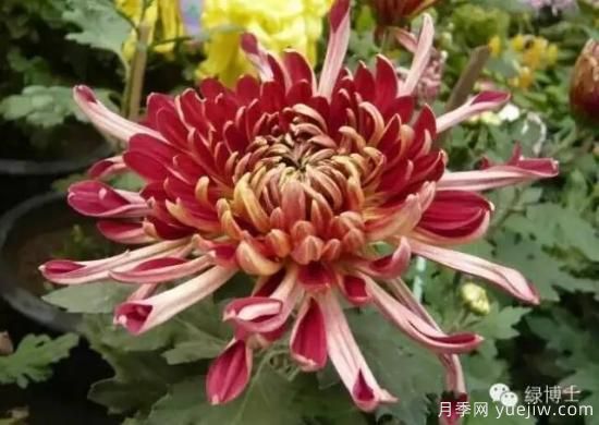 識(shí)花瓣，辨花型...快收好這份賞菊“門道”(圖10)