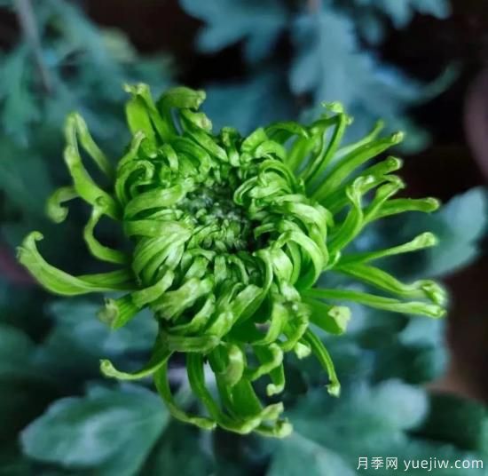 識(shí)花瓣，辨花型...快收好這份賞菊“門道”(圖11)